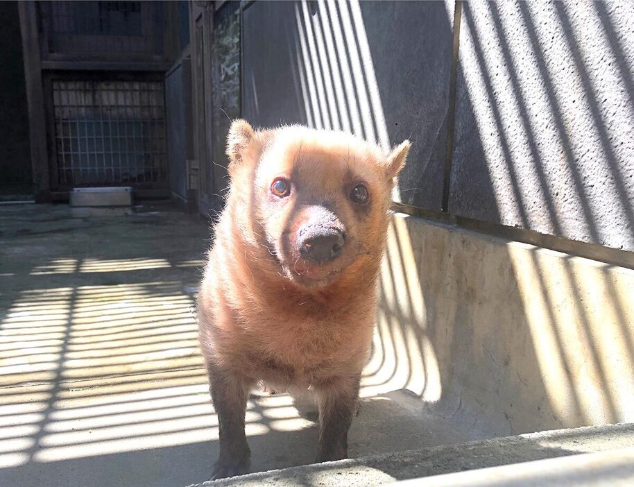 鶏肉や馬肉を食べていたというハンナ（ズーラシア提供）