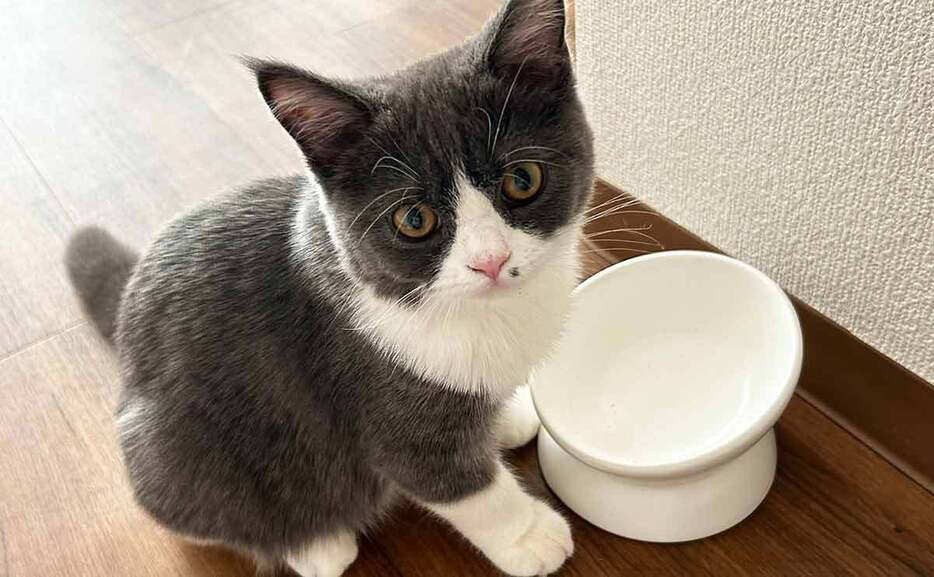 脚付きの食器は、猫の吐き戻し予防に