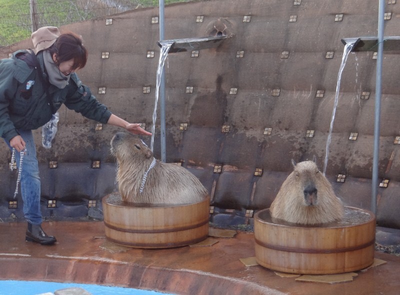 飼育員から手ぬぐいを掛けてもらったカピバラ＝富津市で24年12月22日午後3時32分、浅見茂晴撮影