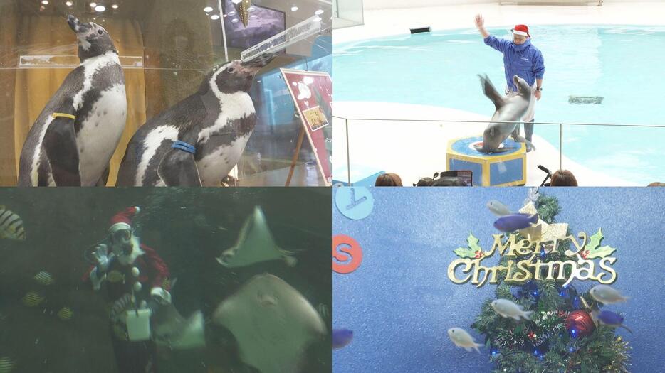 宮島水族館 クリスマスムードに　広島・廿日市市