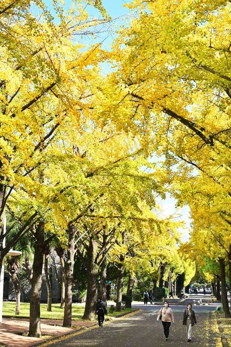 葉を黄色く染め、キャンパス内を彩るイチョウ並木＝４日、鹿児島市郡元１丁目の鹿児島大学