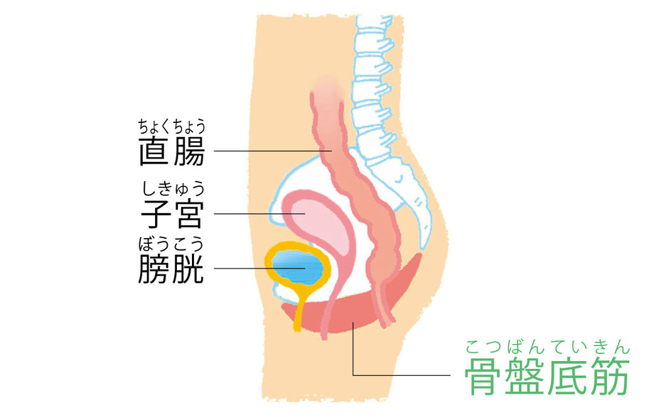 骨盤底筋がゆるんでいない状態