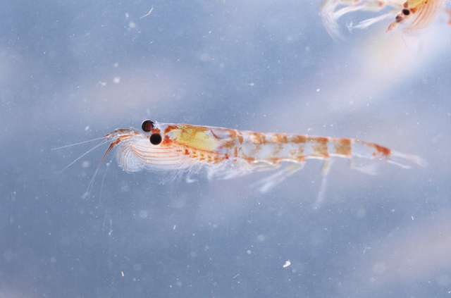 オキアミ。総重量でいえばヒトの4億トンを上回るといわれる　photo by gettyimages