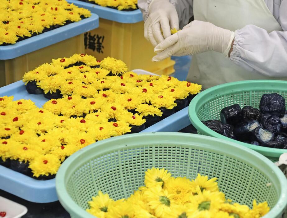 仕込み作業中のナスの花ずし＝10月、秋田県横手市