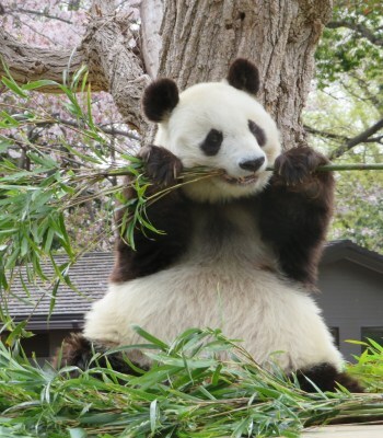 提供/神戸市立王子動物園