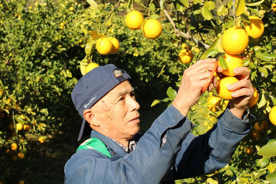 黄色く実ったマイヤーレモンを収穫する石綿敏久さん＝10日、神奈川県小田原市