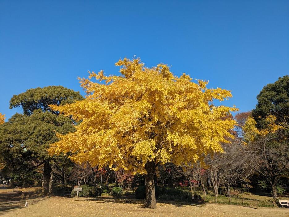 3日(火)午後1時ごろ、都内で撮影