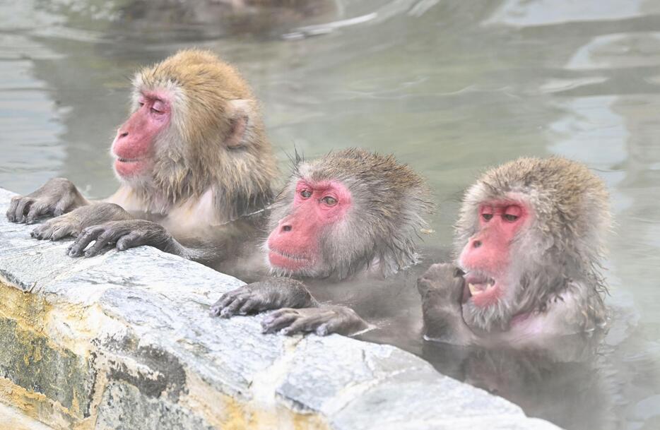 北海道・函館市熱帯植物園で温泉に漬かるニホンザル＝1日午前