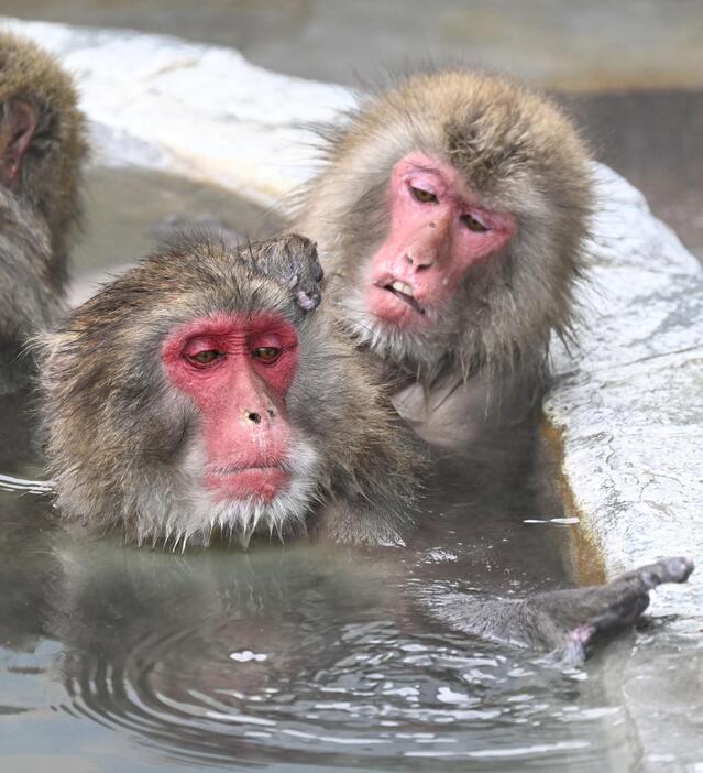 北海道・函館市熱帯植物園で温泉に漬かるニホンザル＝1日午前