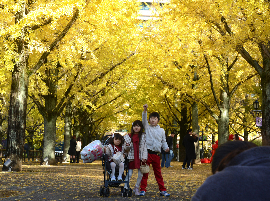 落葉で黄色いじゅうたんのようになったイチョウ並木で記念撮影する家族連れ＝１日、熊本県庁