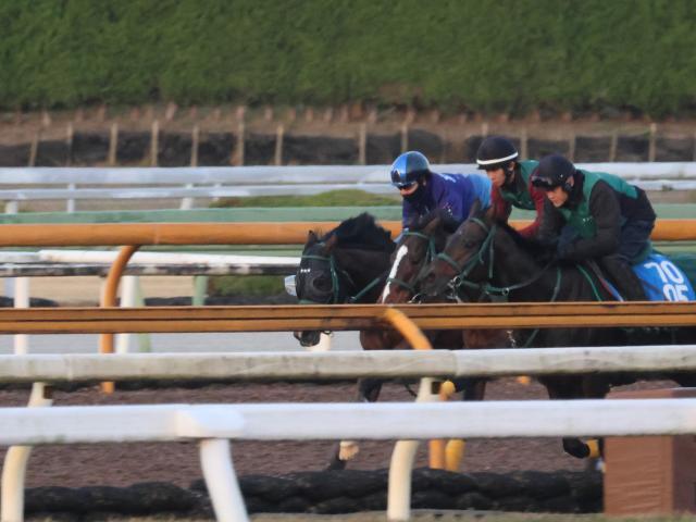 朝日杯FSに出走予定のパンジャタワー(写真奥、撮影：井内利彰)