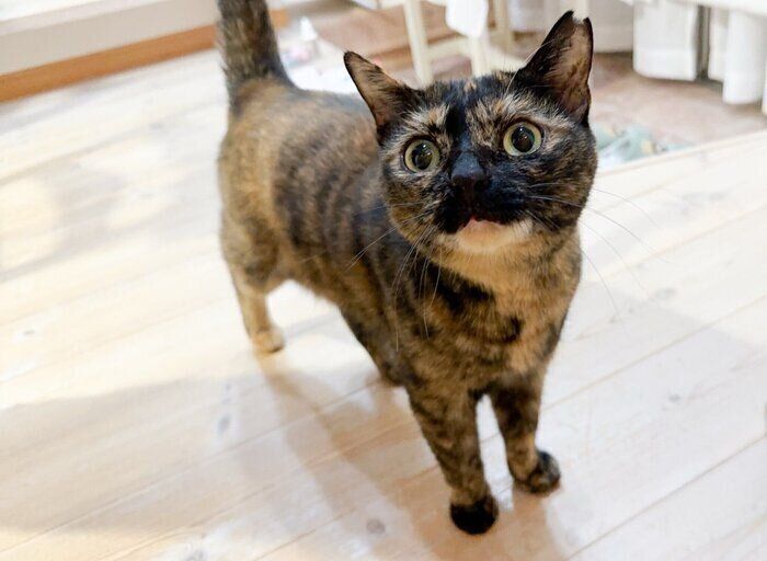 仕事に行く飼い主さんを見つめるこたねちゃん