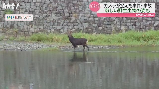 野生のシカ