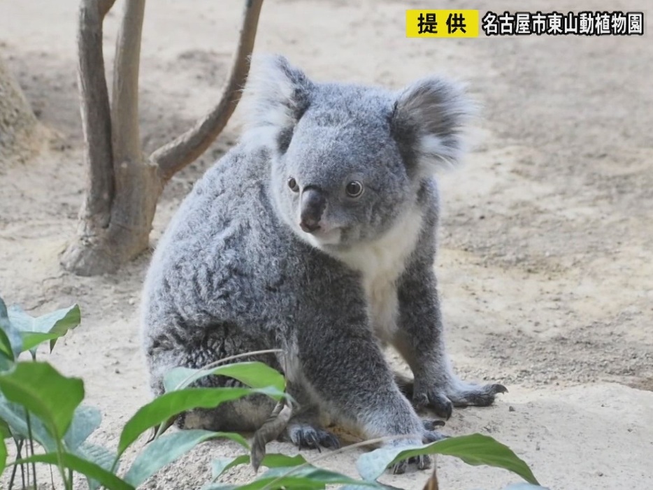 メスのコアラ「ティリー」 2023年 画像:名古屋市東山動植物園提供