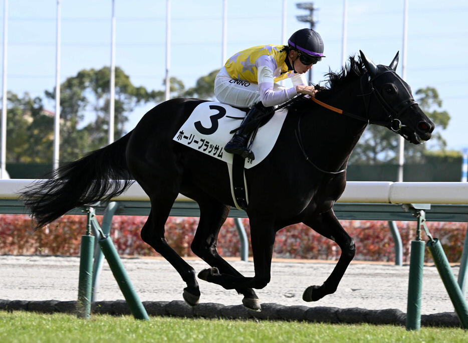 中京5R新馬戦を制したホーリーブラッサム（撮影・前岡正明）