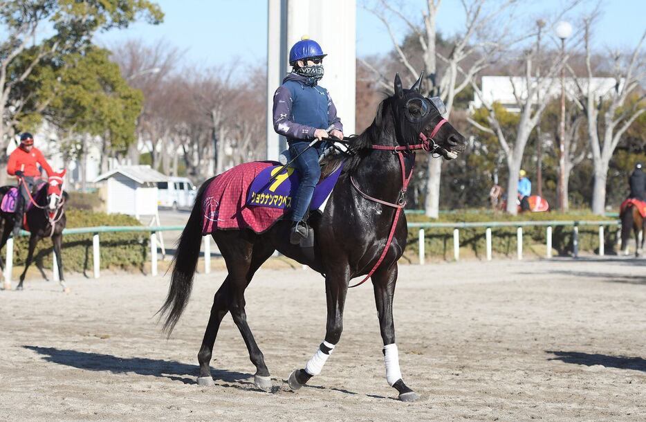 ショウナンマクベス＝美浦トレセン（撮影・菅原和彦）