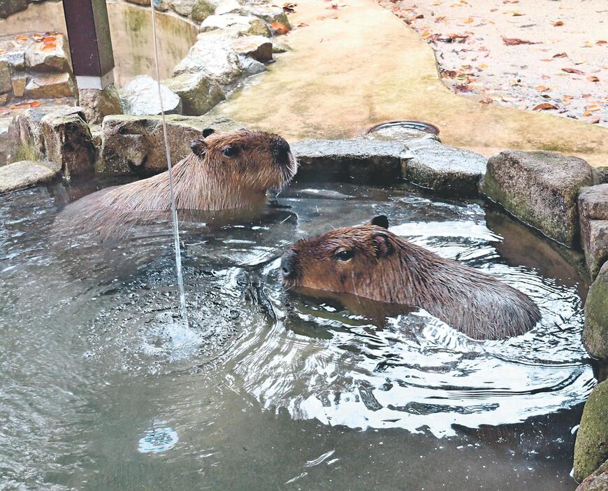 気持ちよさそうに湯に漬かるカピバラ=富山市ファミリーパーク