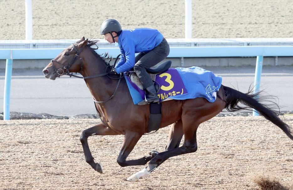 アルレッキーノ＝美浦トレセン（撮影・塩浦孝明）