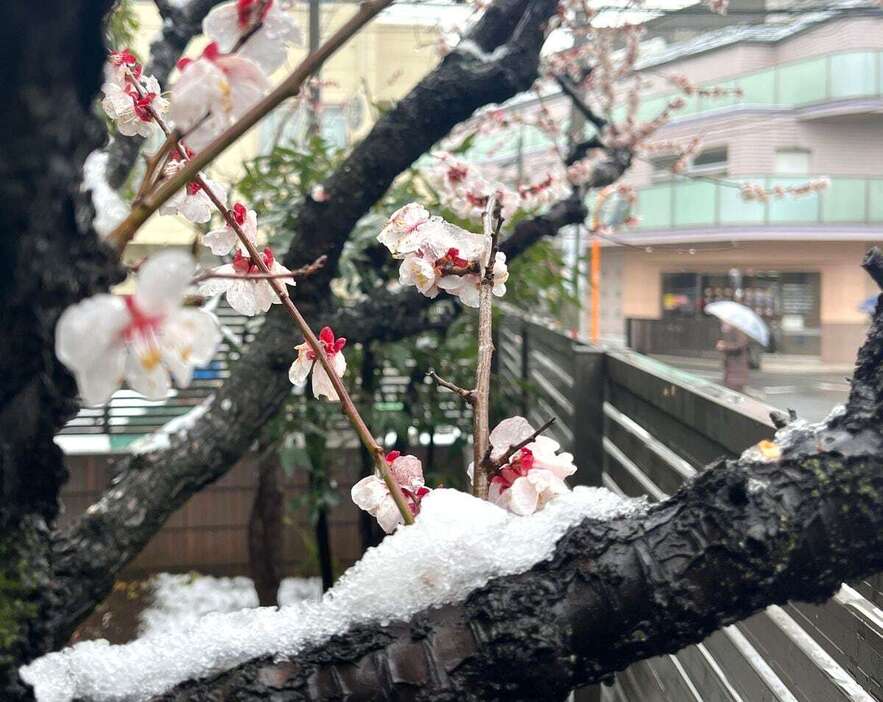 東京都練馬区の住宅街に積もった雪＝３月８日、東京都練馬区（三尾郁恵撮影）