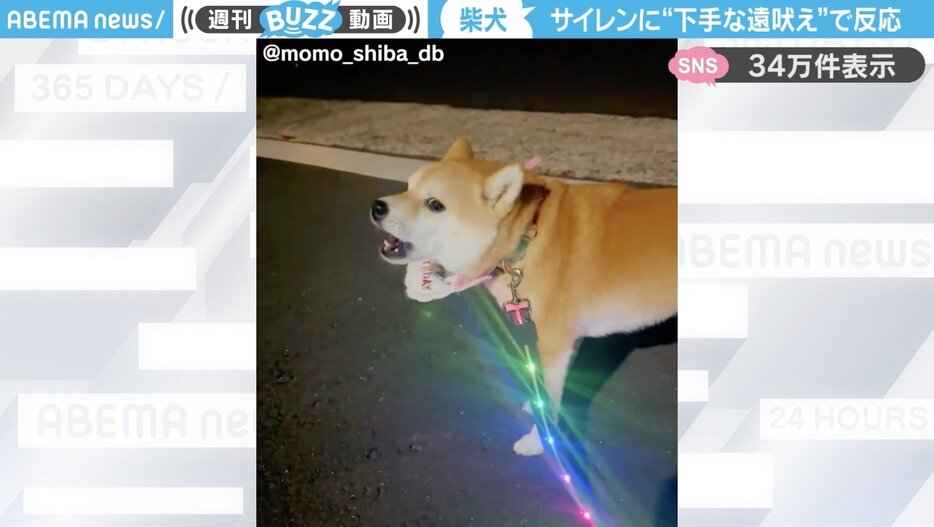 柴犬の「モモちゃん」