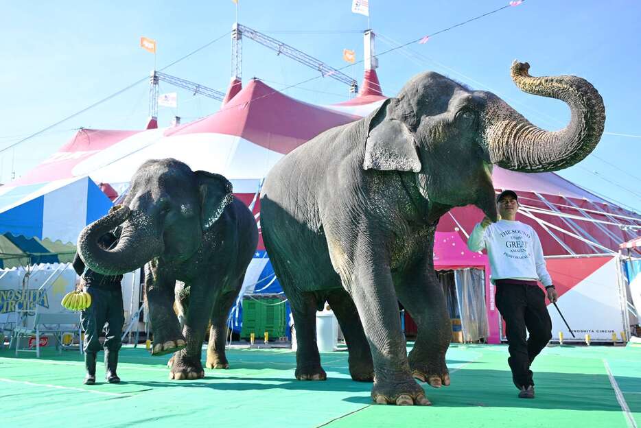 場内を移動する木下大サーカスのゾウ＝１９日、鹿児島市のドルフィンポート跡地