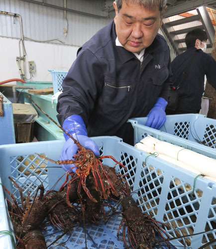 【いけすから出された生きのいい伊勢エビ＝鳥羽市小浜町の珍海堂で】