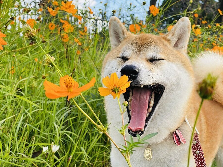 ペットとして人気の柴犬　※写真はphotoACより