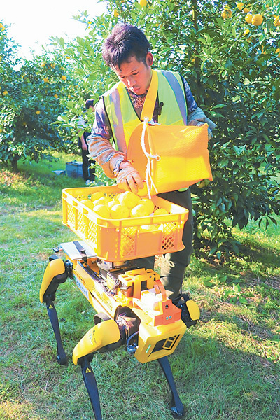 収穫したユズを運ぶ4足歩行ロボット「SPOT」（高知県北川村で）