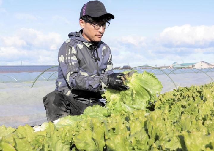 一つ一つ丁寧に収穫する浮穴佳温さん＝19日午前、松前町横田