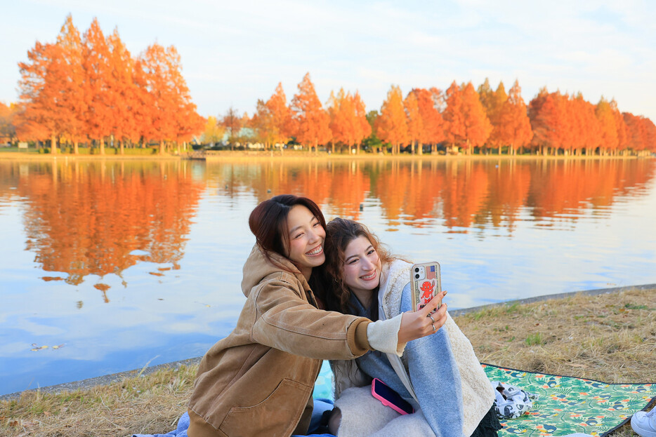 東京都葛飾区の水元公園で約１５００本のメタセコイアの紅葉が見頃を迎えている。夕日に照らされ、水面には美しいオレンジ色のメタセコイアが映し出された。１週間ほど楽しめる。