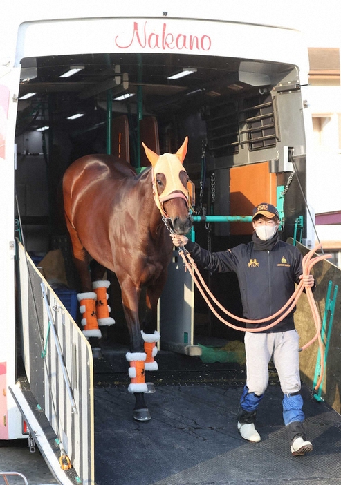 中山競馬場に到着したスタニングローズ（撮影・村上大輔）