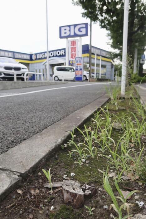 旧ビッグモーター川崎店前にある街路樹の切り株＝2023年9月、川崎市