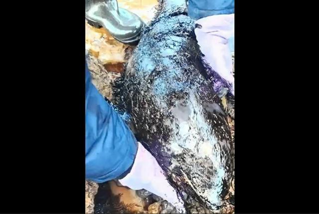 油まみれで死んだイルカ。動画では「窒息死だ」との声も聞こえる=ロシアのイルカ保護センター「デリファ」の映像から