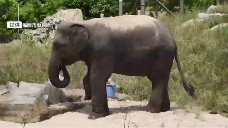 提供＝福岡市動物園