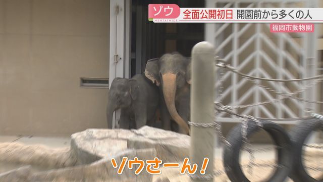 ゾウを出迎え