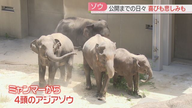 4頭だった