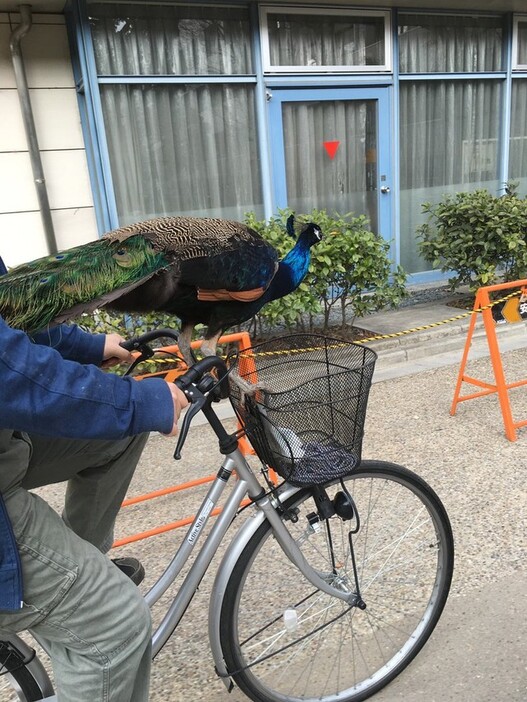 京都大学内を自転車で運搬される会長（提供：京都大学クジャク同好会さん）