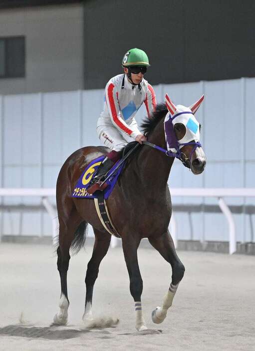 1番人気に支持されたが4着に敗れたナチュラルライズ＝11日、川崎競馬場（撮影・奈良武）