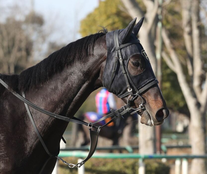 馬トク激走馬に算出されたピコチャンブラック（カメラ・荒牧　徹）