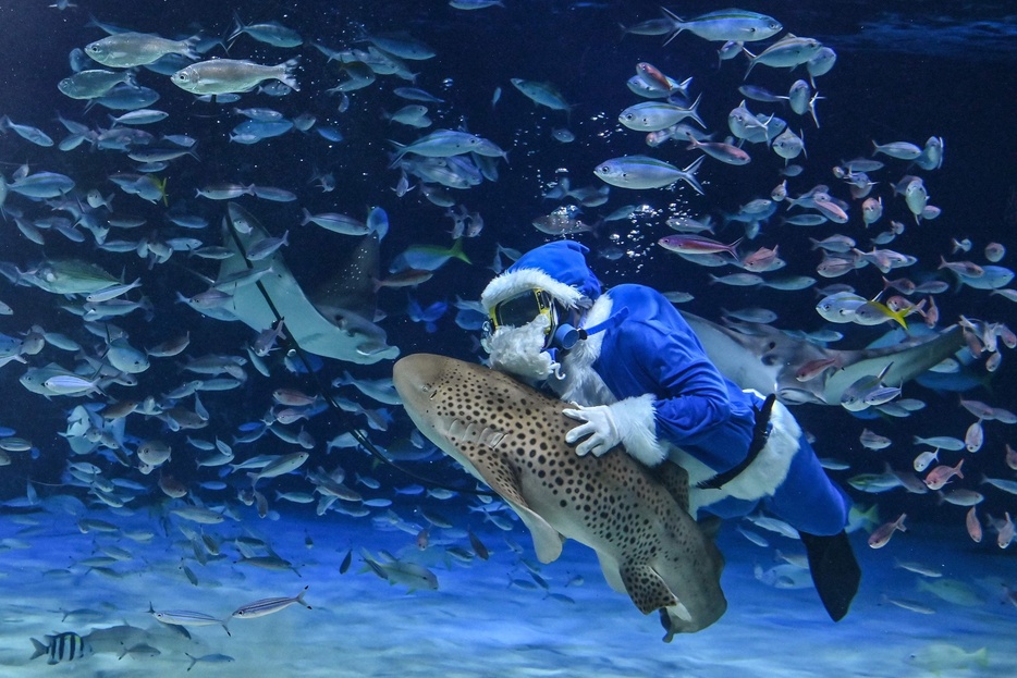 東京・豊島区のサンシャイン水族館でクリスマスに向けた恒例イベントの準備が進められる中、青いサンタクロースの衣装を着て魚と泳ぐダイバー（2024年12月10日撮影）。【翻訳編集】 AFPBB News