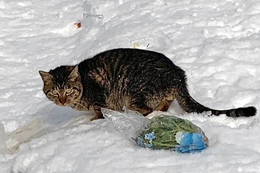 雪の中で発見された野良ねこ【写真提供：今夜が山田（@grugrugru55）さん】