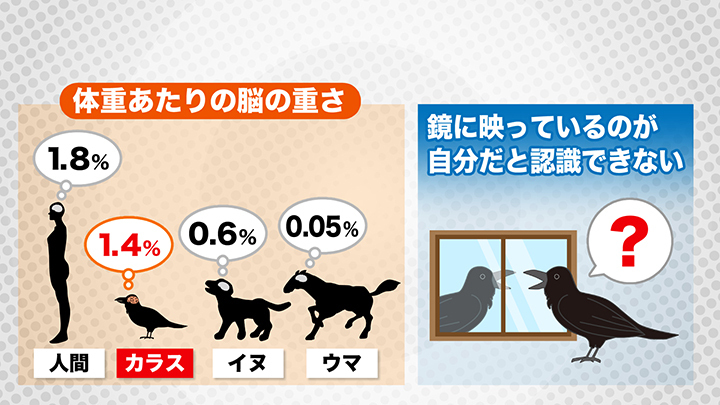 カラスの"鏡像認知"は証明されていない