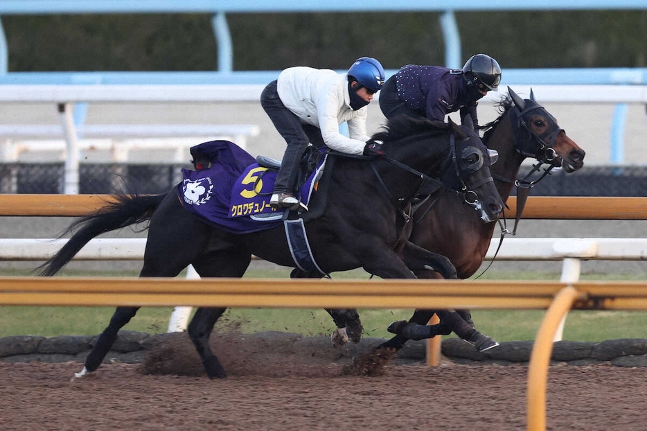 北村友一を背にCウッドをルシフェル（右）と併せ馬で追い切るクロワデュノール