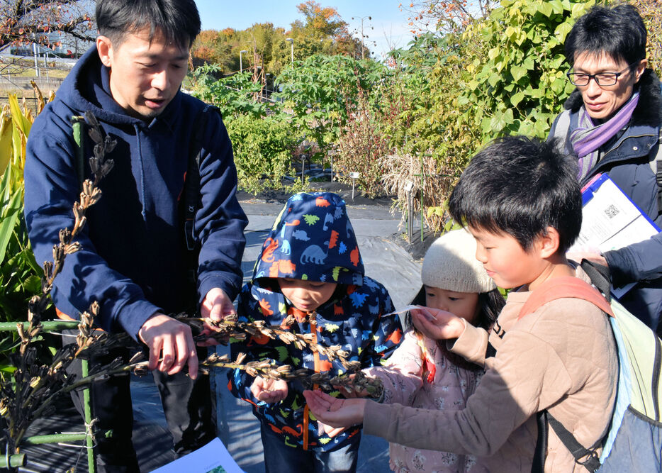 薬学部の薬用植物園で植物を観察する子どもたち（摂南大枚方キャンパス）