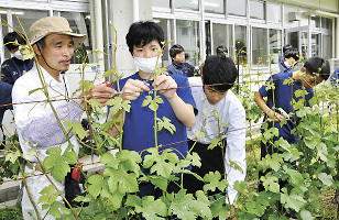 「原中ワイン」のブドウの栽培に取り組む生徒たち＝5月、原中学校中庭