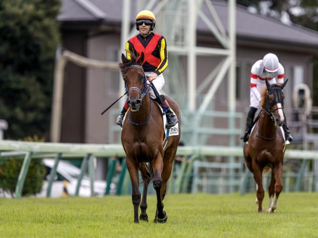 3連勝でGI制覇を狙うブラウンラチェットは5枠10番(撮影：下野雄規)