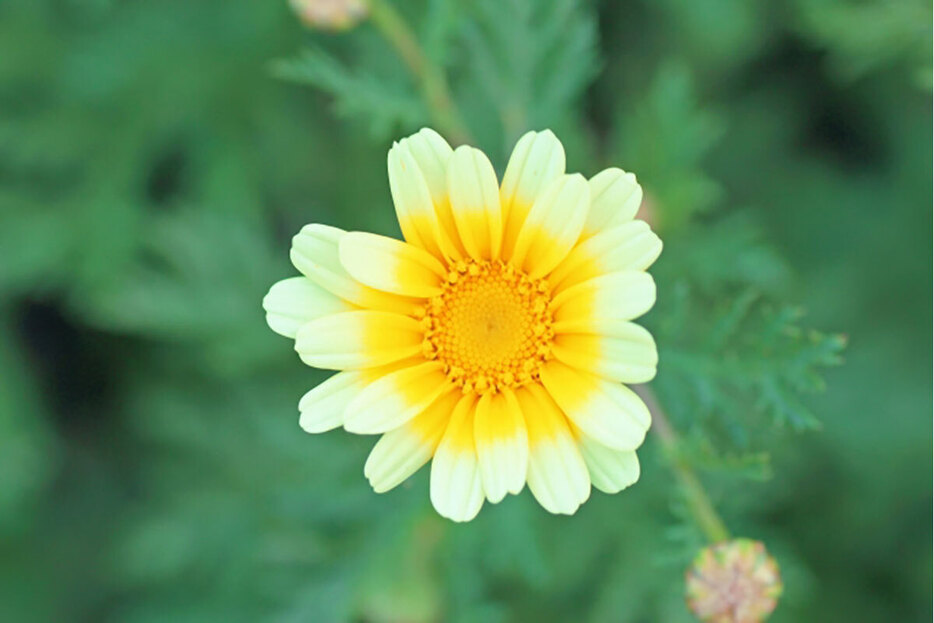 ▲可憐な春菊の花。花が咲くと葉や茎はかたくなってしまいます。