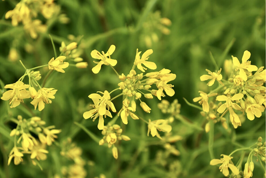 ▲水菜はアブラナ科で、菜の花に似た花が咲きます。