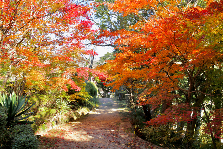 紅葉彩るアーチを進む亀池公園トレッキング