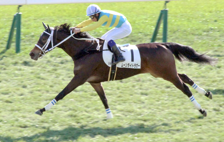 新馬勝ちしたムーンライトラガー（カメラ・内尾　篤嗣）